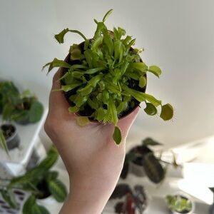 Green Venus Flytrap